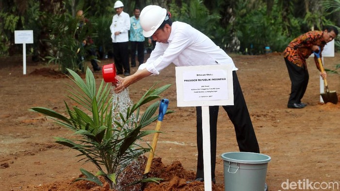 Pak Jokowi, Peremajaan Sawit dalam 6 Tahun Masih Rendah Tak Capai 10%.